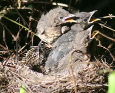 Amsel-8-Tag-turnen-1.jpg